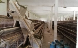 A L CENTRE AVICOLE 3270/8800 M2 MORNAG