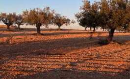 A V TEER PROJ TOURIST 2,79 HA HAMMAMET