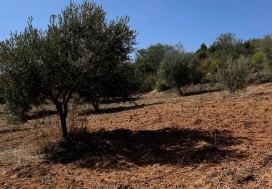 A VENDRE TERRAIN AGRI 15 HA MORNAG