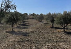 A VENDRE TERRAIN AGRI 15 HA MORNAG