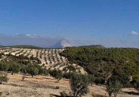 A VENDRE TERRAIN AGRI 15 HA MORNAG
