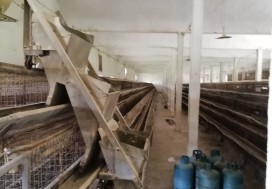 A L CENTRE AVICOLE 3270/8800 M2 MORNAG