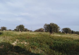 A VENDRE HUILERIE 626/8660 M2 SFAX