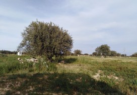 A VENDRE HUILERIE 626/8660 M2 SFAX
