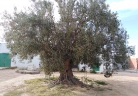 A V ATELIERS MENUISERIE 1042/11348 SFAX