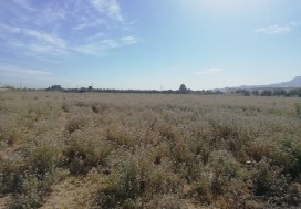 A VENDRE TER 31536 M2 BEN AROUS