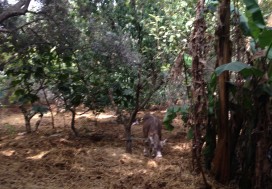 A VENDRE TERRAIN A MNIHLA  1000 M2