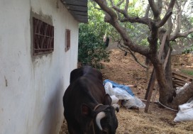 A VENDRE TERRAIN A MNIHLA  1000 M2