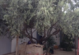A VENDRE ATEIER DE MENUISERIE A MNIHLA