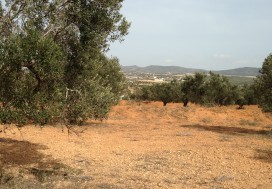 A LOUER CHAMPS OLIVIERS A HAMMAMET