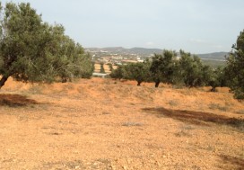 A LOUER CHAMPS OLIVIERS A HAMMAMET
