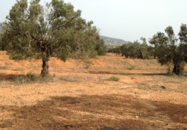 A LOUER CHAMPS OLIVIERS A HAMMAMET