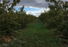 A VENDRE TER AGRI 2 HA ARBORE TUN OUEST