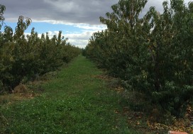 A VENDRE TER AGRI 2 HA ARBORE TUN OUEST