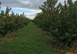 A VENDRE TER AGRI 2 HA ARBORE TUN OUEST