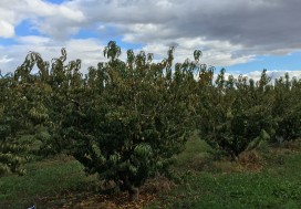 A VENDRE TER AGRI 2 HA ARBORE TUN OUEST