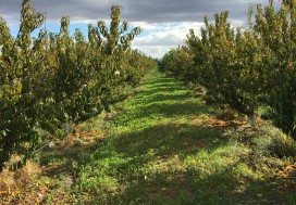 A VENDRE TER AGRI 2 HA ARBORE TUN OUEST
