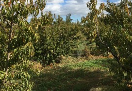 A VENDRE TER AGRI 2 HA ARBORE TUN OUEST