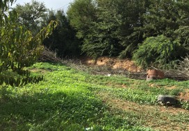 A VENDRE TER AGRI 2 HA ARBORE TUN OUEST