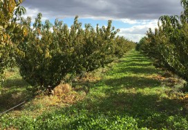 A VENDRE TER AGRI 2 HA ARBORE TUN OUEST