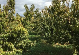 A VENDRE TER AGRI 2 HA ARBORE TUN OUEST