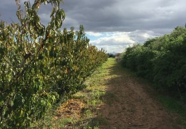 A VENDRE TER AGRI 2 HA ARBORE TUN OUEST