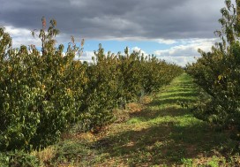 A VENDRE TER AGRI 2 HA ARBORE TUN OUEST