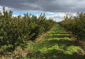 A VENDRE TER AGRI 2 HA ARBORE TUN OUEST