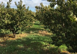 A VENDRE TER AGRI 2 HA ARBORE TUN OUEST