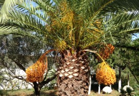 A LOUER USINE 6000 M2 TUNIS OUEST