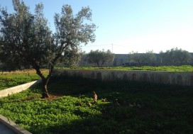 A VENDRE VILLA / 23535 M2 RTE BIZERTE