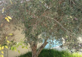 A LOUER DEUX VILLAS ENNASR