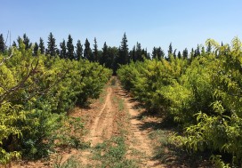 A VENDRE FERME 4 HA AVEC DEPOTS TUN SUD