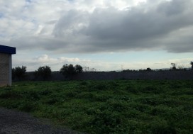 A LOUER LOCAL AV FISC BEJA NORD 5000 M
