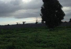 A LOUER LOCAL AV FISC BEJA NORD 5000 M