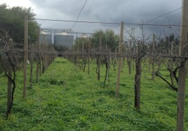 A LOUER TERRAIN 5000 M2 BIR KASSAA