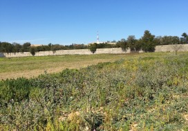 A VENDRE TERR AGRI 7 HA PRES MORNAG