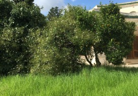 A VENDRE TER  8681 M2 AVEC VILLA  ARIANA