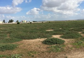 A VENDRE TER INDUSTR 11150 M2 TUN OUEST