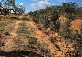 A VENDRE TER AGRI 19200 M2 HAMMAMET