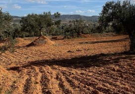 A VENDRE TER AGRI 19200 M2 HAMMAMET