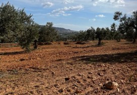 A VENDRE TER AGRI 19200 M2 HAMMAMET