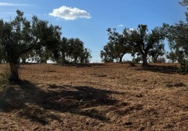 A VENDRE TER AGRI 19200 M2 HAMMAMET