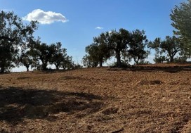 A VENDRE TER AGRI 19200 M2 HAMMAMET