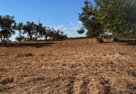 A VENDRE TER AGRI 19200 M2 HAMMAMET