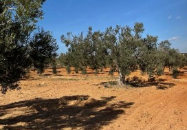 A VENDRE TER AGRI 19200 M2 HAMMAMET