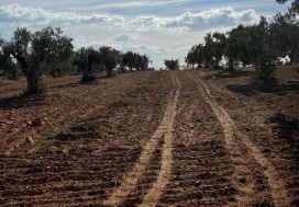 A VENDRE TER AGRI 19200 M2 HAMMAMET