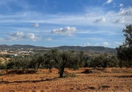 A VENDRE TER AGRI 19200 M2 HAMMAMET