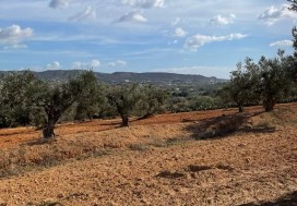 A VENDRE TER AGRI 19200 M2 HAMMAMET