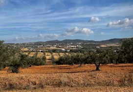 A VENDRE TER AGRI 19200 M2 HAMMAMET